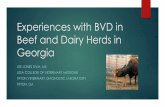 Dr. Lee Jones - Experiences with Bovine Virus Diarrhea in Beef and Dairy Cattle in Georgia