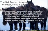 Nova Scotia Horses / CGC