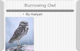 Burrowing Owl by Aaliyah