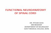 Functional neuroanatomy of spinal cord