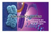 Chromosome pdf