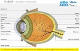 Eyeball – transverse section medical images for power point