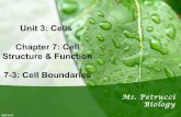 7 3 cell boundaries copy