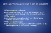 Larynx anatomy and laryngeal ca
