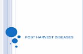 Post Harvest disease  symptoms