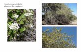 Amelanchier alnifolia    web show