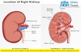 Location of right kidney medical images for power point