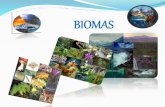Diferentes Biomas