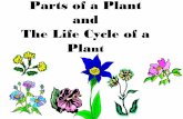 Partsofaplant powerpoint-130311173407-phpapp02