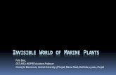 Invisible World of Marine Plants