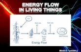 6th - Block 5 - Energy Flow