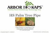 Arbor biokaps (hs palm tree pipe) case study in lanciano city 65 days update(eng)