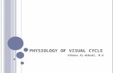 Physiology of visual cycle