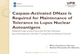 Caspase activated d nase is required for maintenance of tolerance in lupus