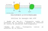 Organelas citoplasm+íticas