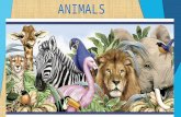 1º primaria Unit 5 science: Animals