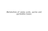 metabolism of amino acids purine pyrimidine