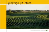 Benefits of Plant Biotechnology