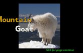 Rocky Mountain Goat_Oreamnos Americanus
