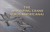 Whooping crane