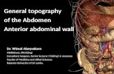 Anatomy of the abdomen and pelvis