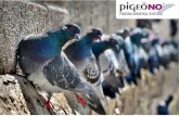 Get Rid of Pigeons - Pigeon Control Spikes