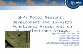 Optimizing Motor Neuron Cultures on MEA