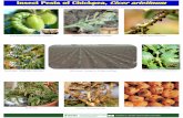 Insect pests of chickpea, cicer arietinum