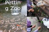 Petting zoo 2015