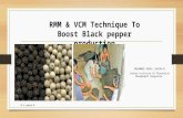 Black pepper :Rmm and vcm –a revolutionary method for boosting black pepper production of kerala