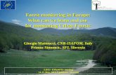 Matteucci forest monitoring