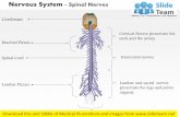 Spinal nerves nervous system medical images for power point