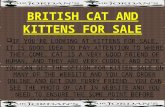 British Cat and Kittens For Sale