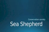 Sea shepherd-help save the whales