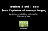 Cell Tracking!