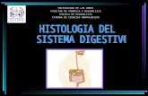 Histologia sistema digestivo