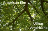 American elm!