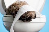Tips for toilet training your pet dog