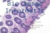 Bio image informatics