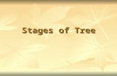 Stages of tree