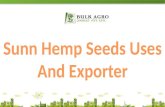 Sunn Hemp Seeds Uses And Exporter