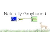 Naturally Greyhound Presentation