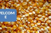 Seed production of maize