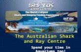 Spend your time in aquariums too- The australian shark and ray centre