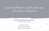 Penicillin Production