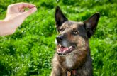 Dog training - teaching a puppy to accept his collar and leash
