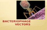 Bacteriophage vectors