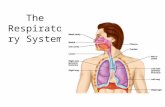 Lecture 21    respiratory system