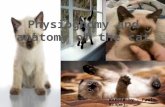 Physiognomy and anatomy of the cat