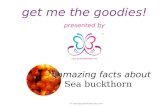 Sea Buckthorn: Wonder Berry
